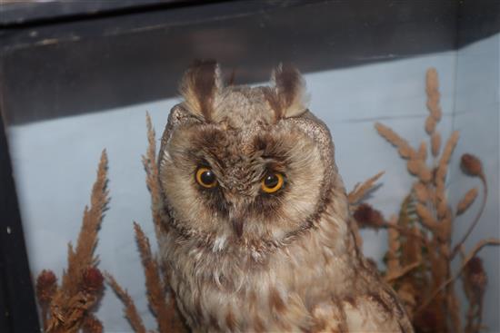 A cased taxidermic Eurasian eagle-owl